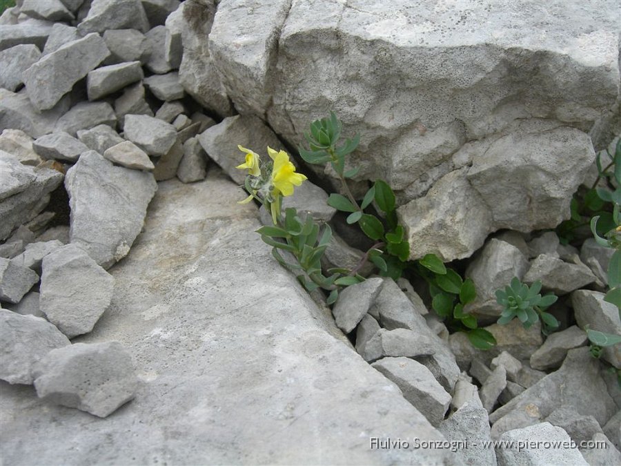 Linaria Bergamasca.jpg - Linaria bergamasca